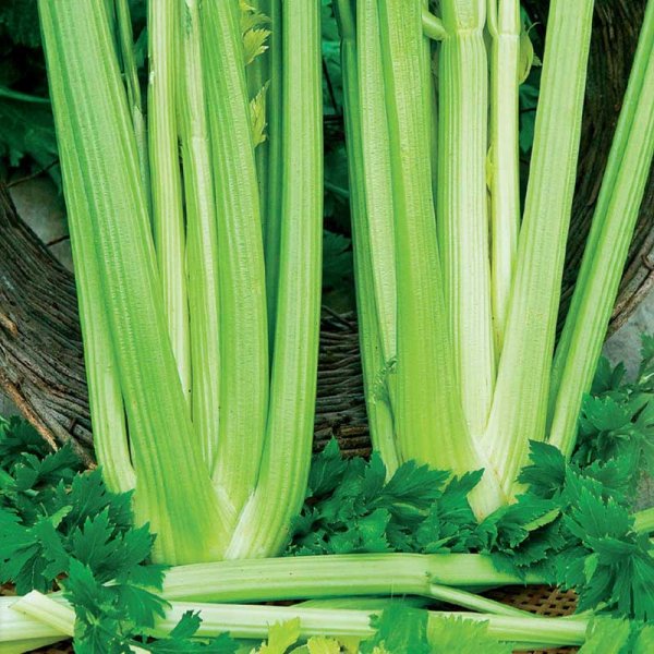 Celery 'Golden Self Blanching 2'