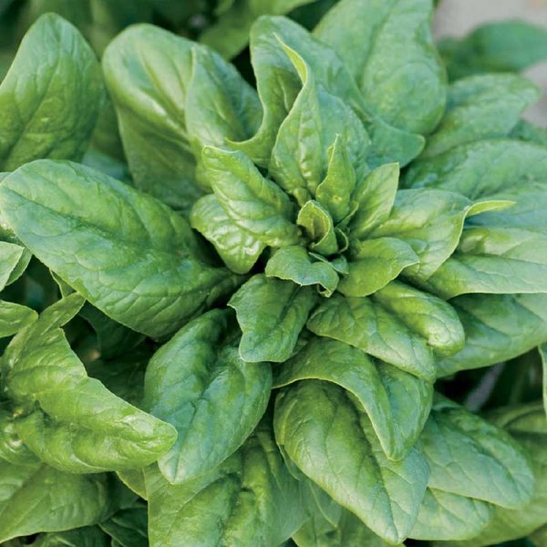 Spinach 'Matador'