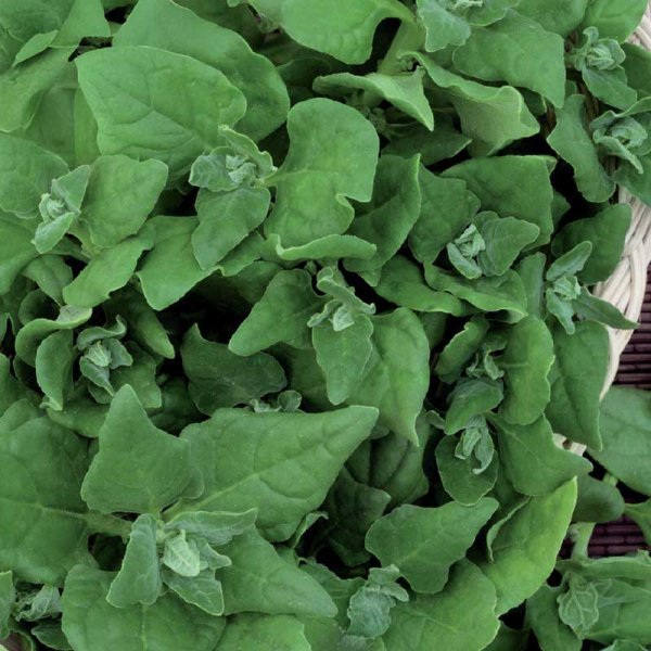 New Zealand Spinach