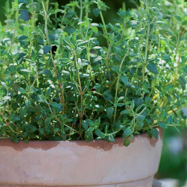 Winter Thyme 'German Winter'