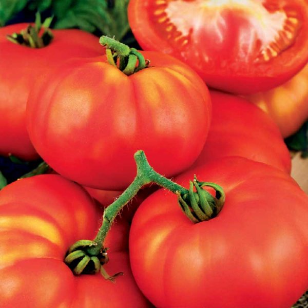 Beefsteak Tomato 'Marmande VR'