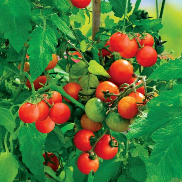 Cherry Tomato 'Tiny Tim'