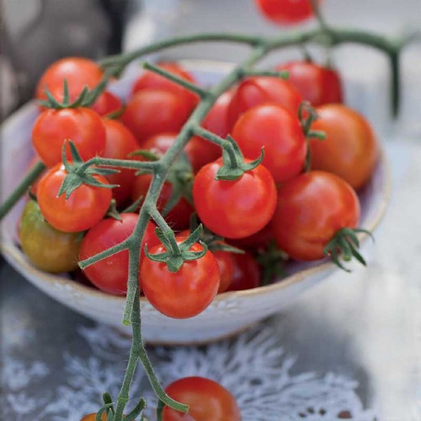Cherry Tomato 'Sweetbaby'