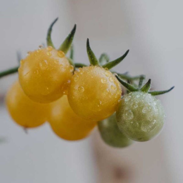 Tomato 'Golden Currant'