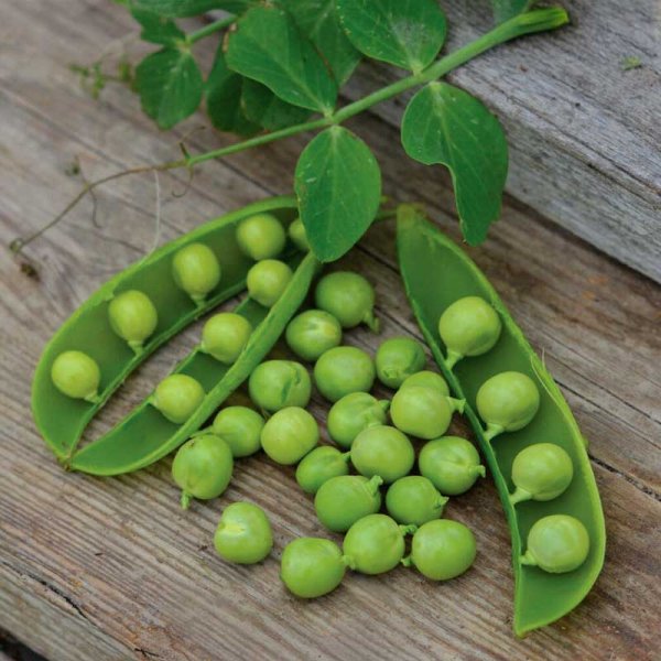 Pea 'Kelvedon Wonder' Organic