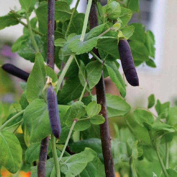 Spritärt 'Blauwschokker' Organic