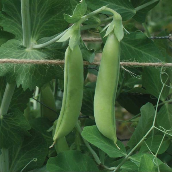 Snap Pea 'Nairobi'