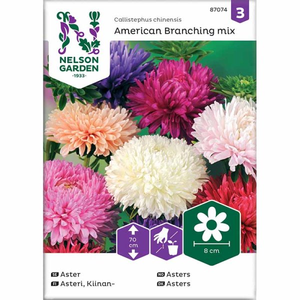 Bush Aster 'American Branching mix'