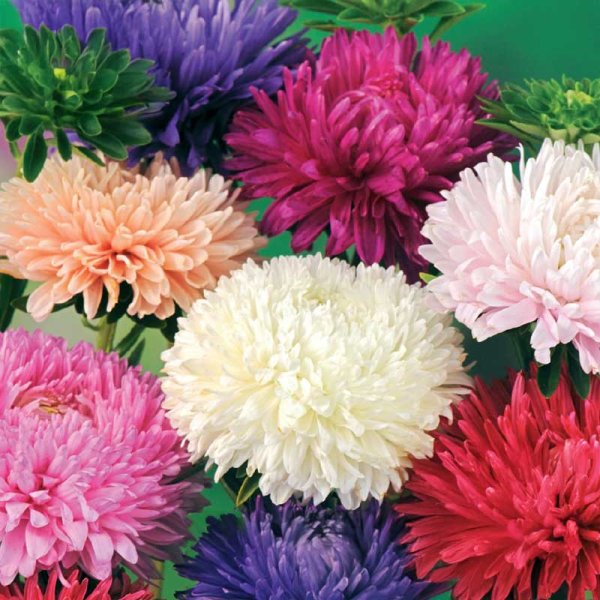 Bush Aster 'American Branching mix'