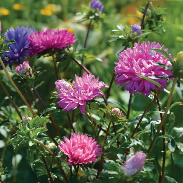 Double Aster Mix Organic