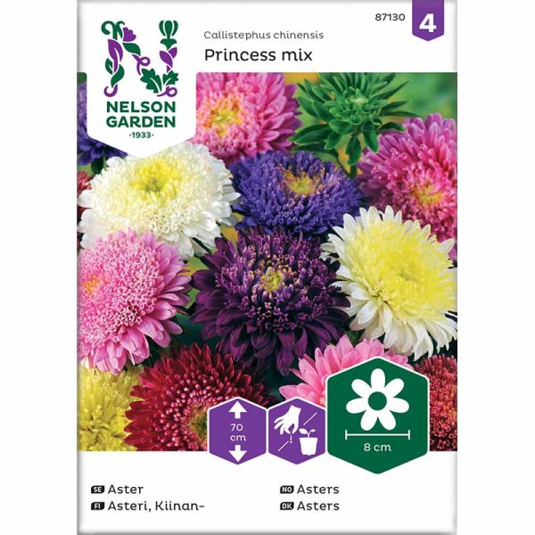 Aster 'Princess mix'