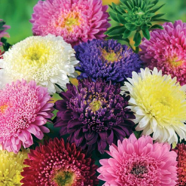 Aster 'Princess mix'