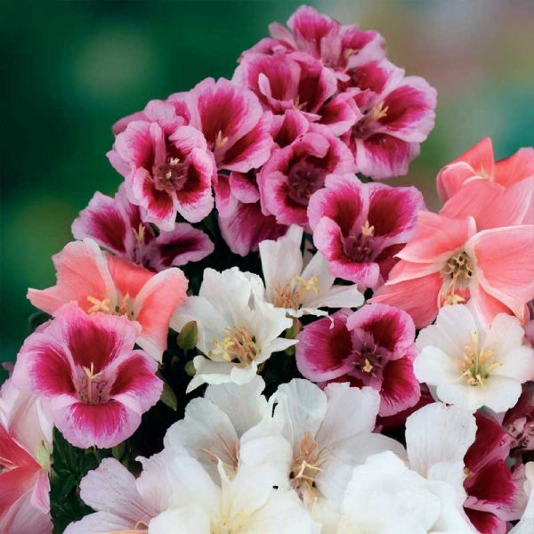 Clarkia mix