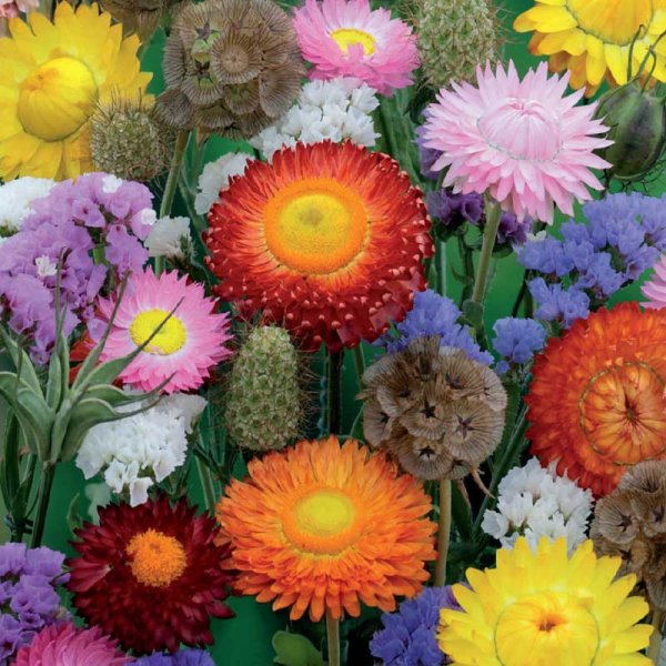 Everlasting Flowers 'Nelson Mixture'