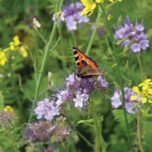 Insect Flower Mix Organic