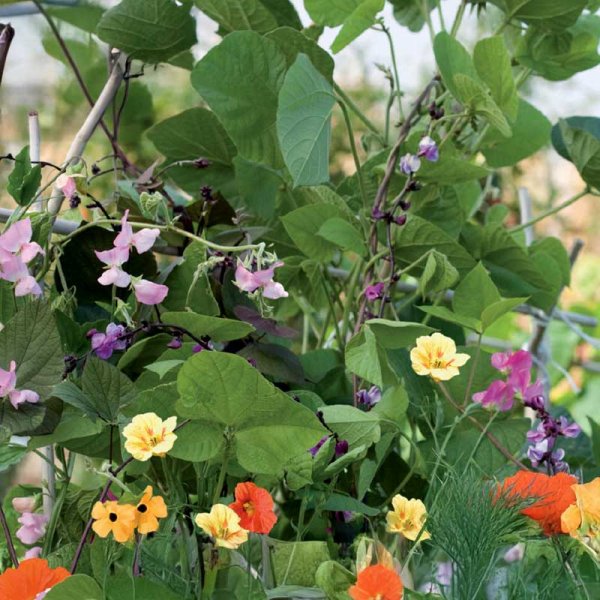 Climbing Plants 'Nelson Mixture'