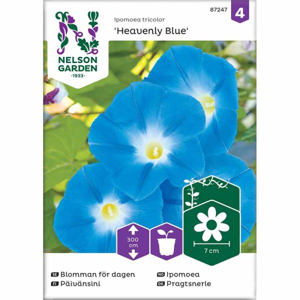 Morning Glory 'Heavenly Blue'