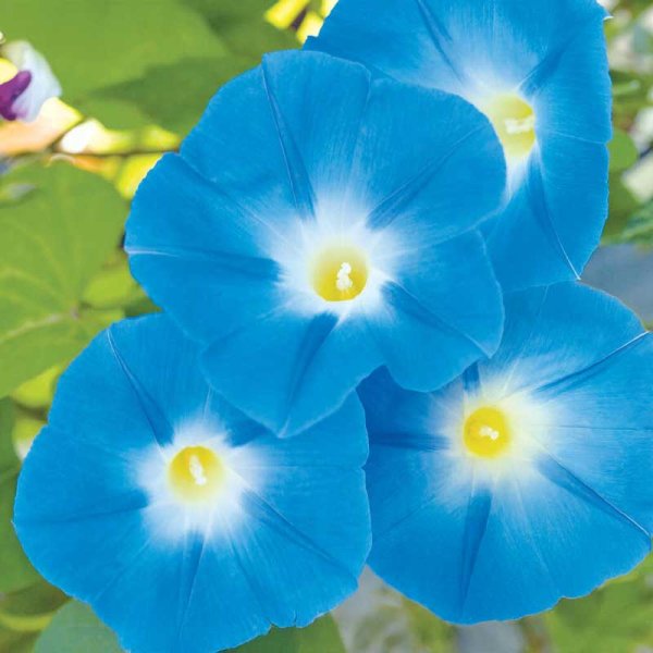 Morning Glory 'Heavenly Blue'
