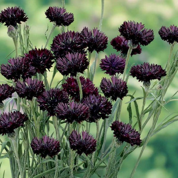 Cornflower 'Black Boy'