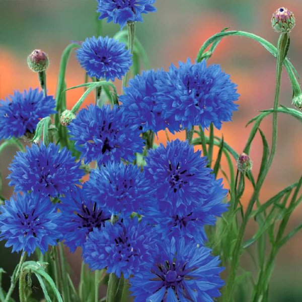 Cornflower 'Blue Boy'