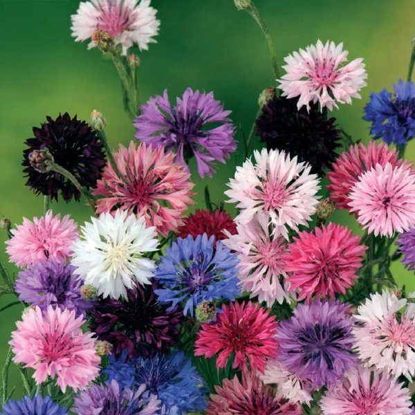 Cornflower mix