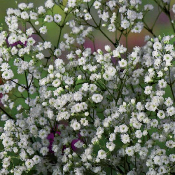 Baby's Breath white