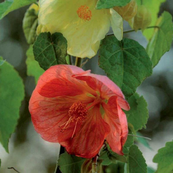 Flowering Maple / Abutilon