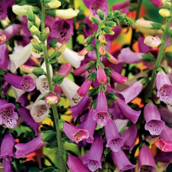 Foxglove mix