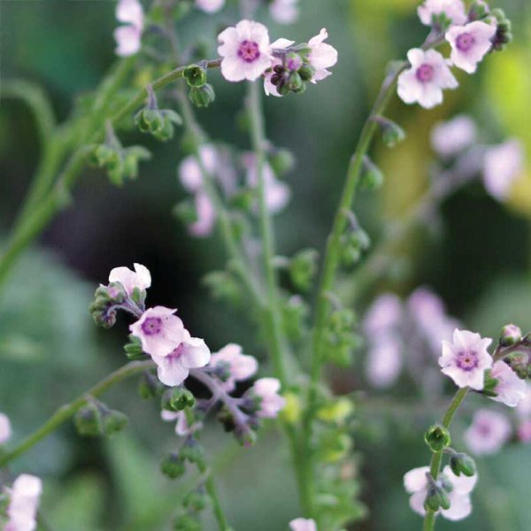 Chinese Forget-Me-Not 'Mystery Rose'