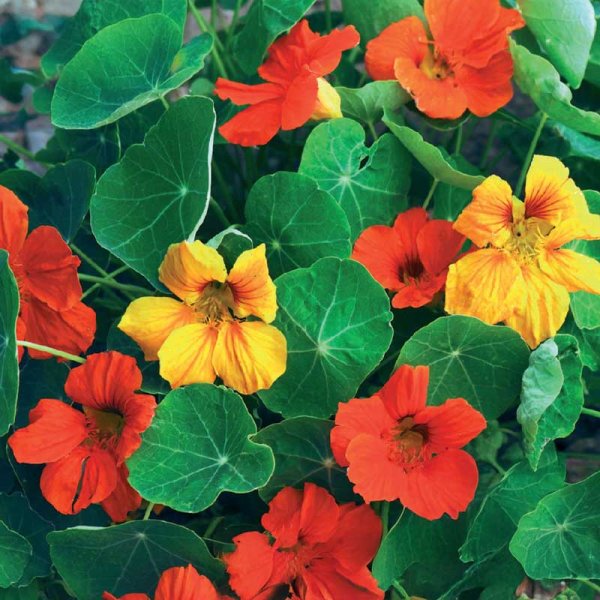 Dwarf Nasturtium 'Tom Thumb'