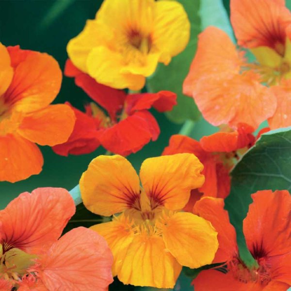 Climbing Nasturtium mix