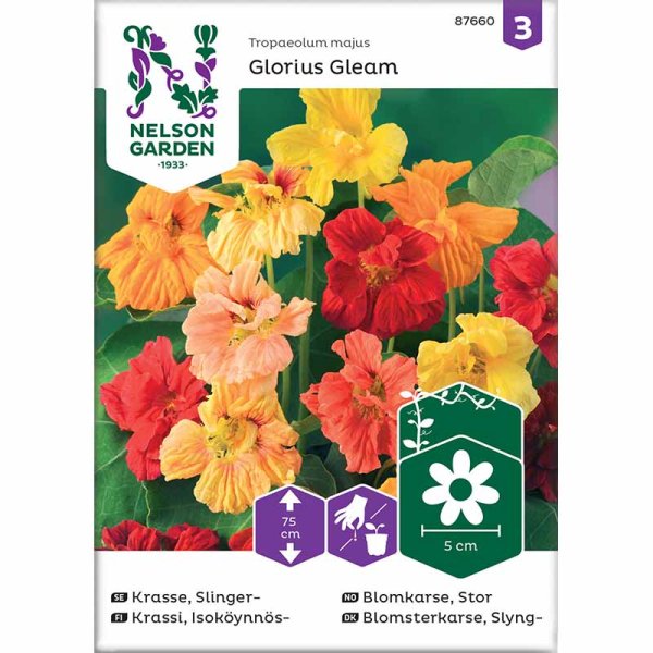 Climbing Nasturtium 'Glorius Gleam'