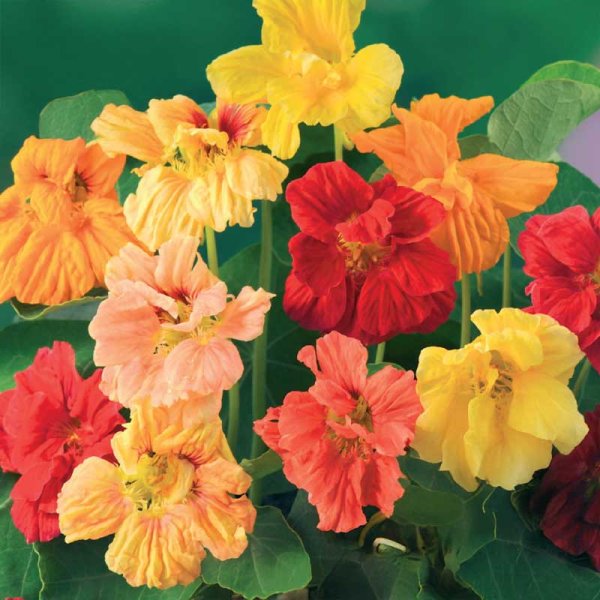 Climbing Nasturtium 'Glorius Gleam'