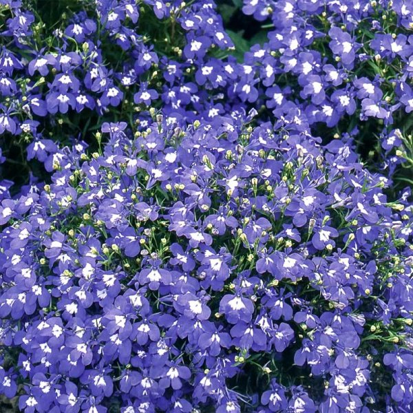 Trailing Lobelia 'Saphir' blue
