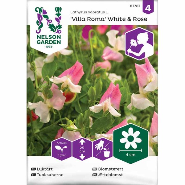 Sweet Pea 'Villa Roma' White & Rose