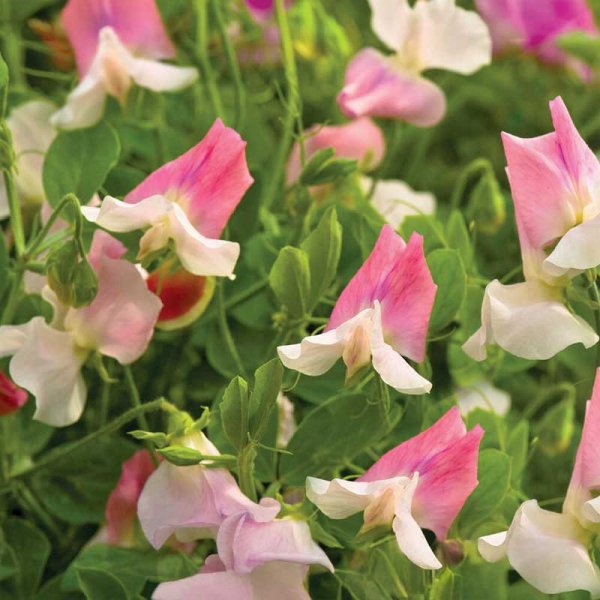 Sweet Pea 'Villa Roma' White & Rose