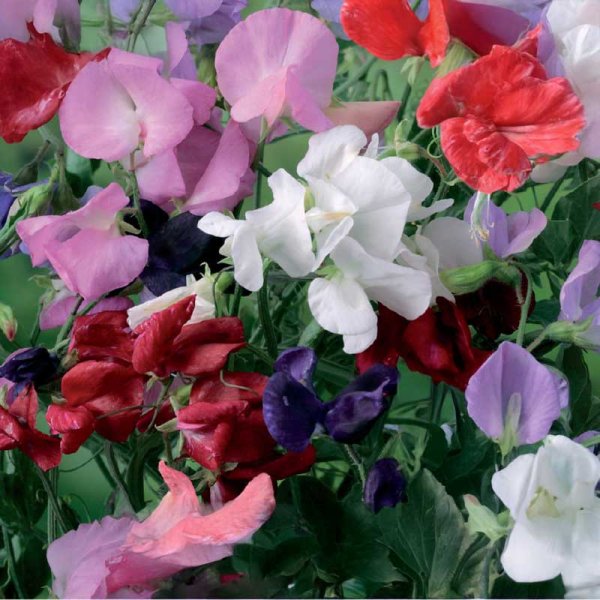 Sweet Pea 'Royal Mix'