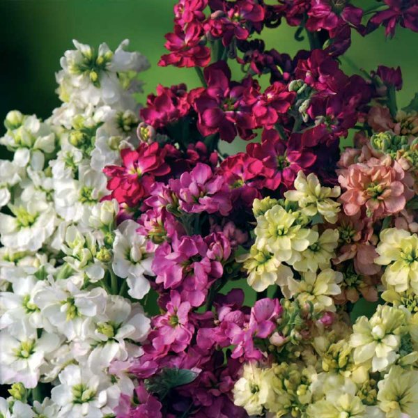 Ten Week Stock 'Ten Week'