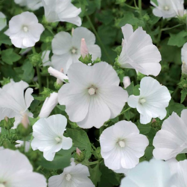 Annual Mallow 'Mont Blanc'
