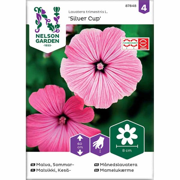 Annual Mallow 'Silver Cup'
