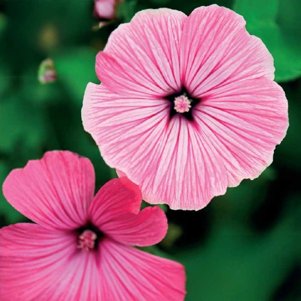 Annual Mallow 'Silver Cup'