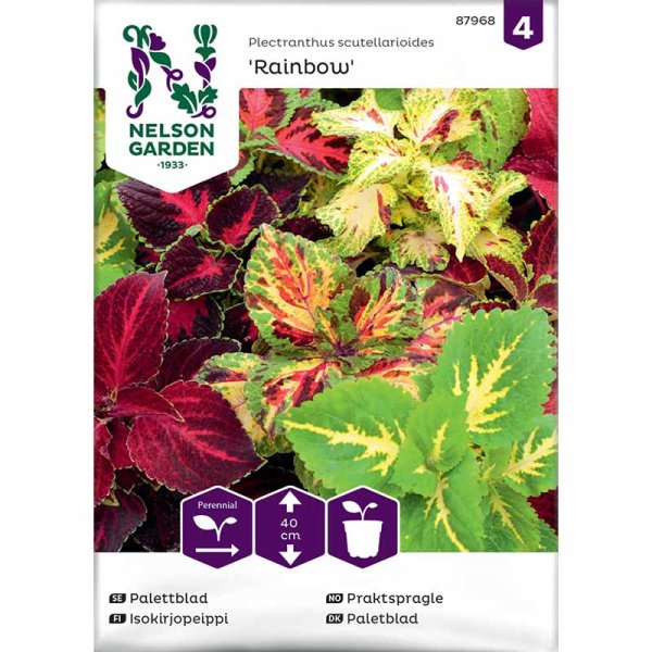 Coleus 'Rainbow'