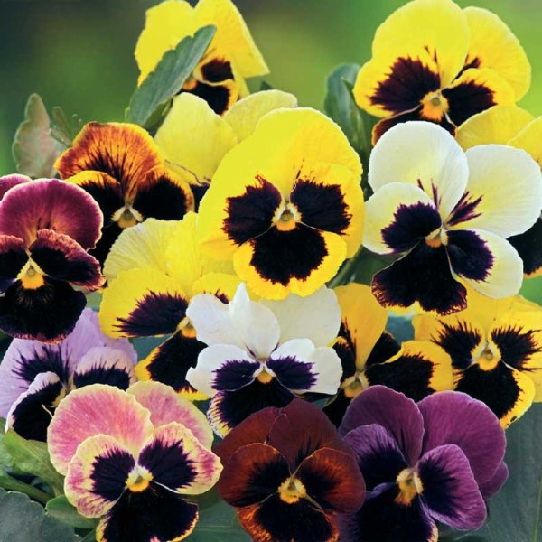 Pansy 'Hiemalis' mix