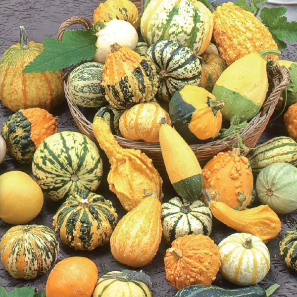 Ornamental Gourd, Mixed Varieties