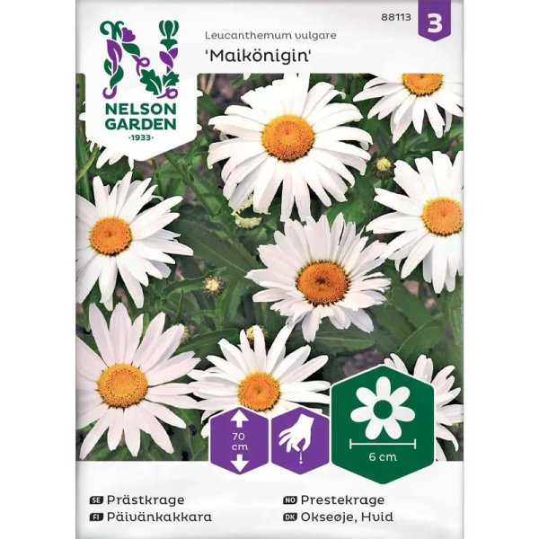 Oxeye Daisy 'Maikönigin'