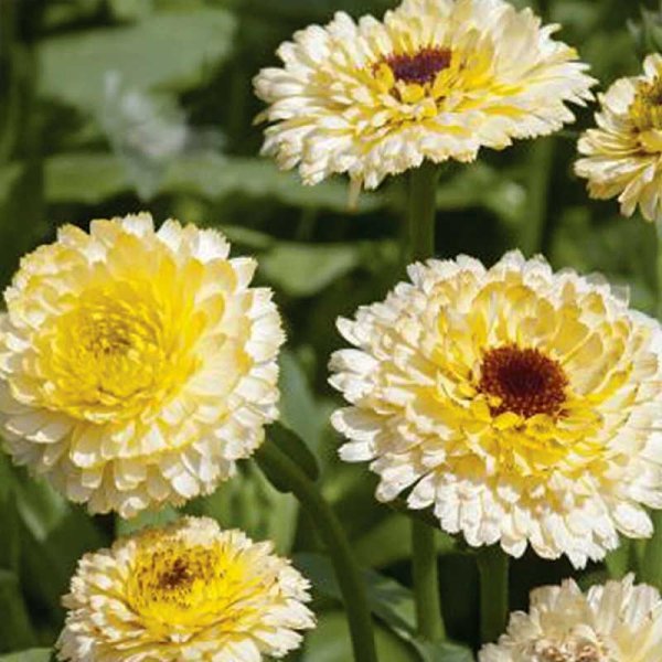 Calendula 'Ivory Princess'