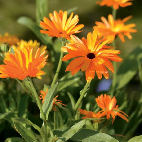 Calendula