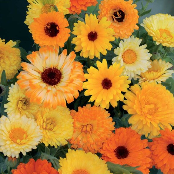 Calendula mix