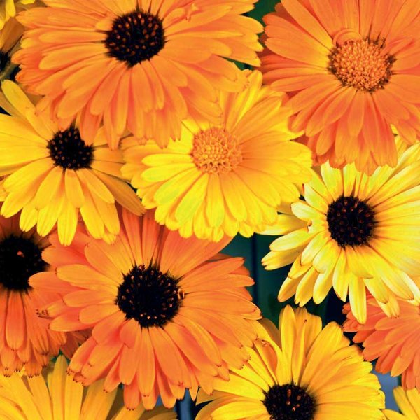 Calendula 'Daisy Citrus Mix'