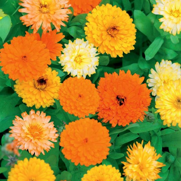 Calendula 'Fiesta Gitana'